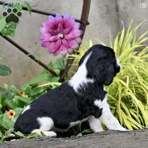 Lou, English Springer Spaniel Puppy