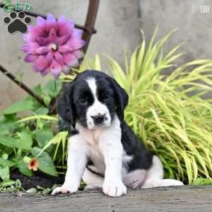 Lou, English Springer Spaniel Puppy