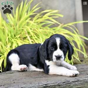 Lou, English Springer Spaniel Puppy
