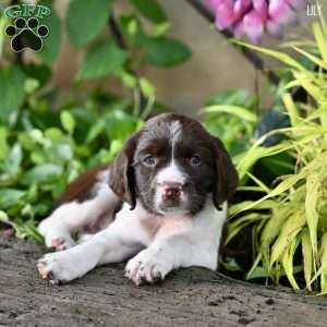 Lily, English Springer Spaniel Puppy