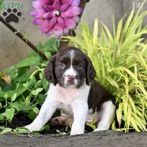 Lily, English Springer Spaniel Puppy