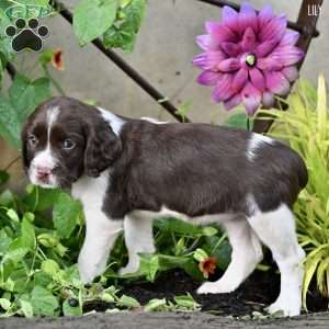 Lily, English Springer Spaniel Puppy