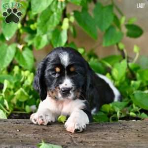 Lady, English Springer Spaniel Puppy