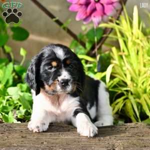 Lady, English Springer Spaniel Puppy