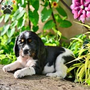 Lady, English Springer Spaniel Puppy