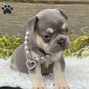 Riley, French Bulldog Puppy