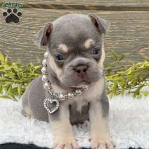 Riley, French Bulldog Puppy