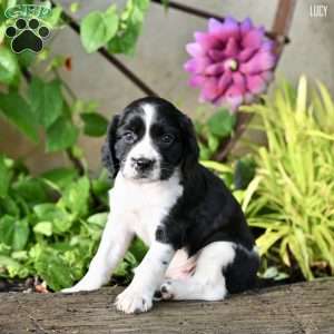 Lucy, English Springer Spaniel Puppy