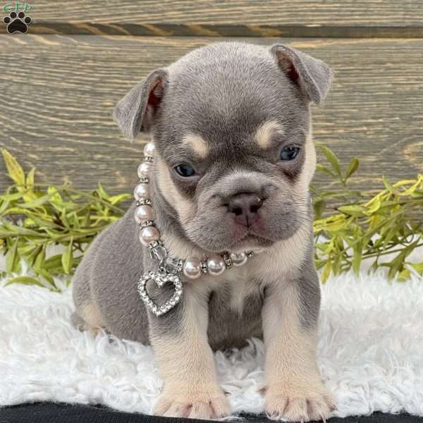Riley, French Bulldog Puppy
