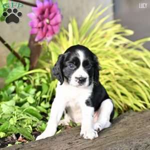 Lucy, English Springer Spaniel Puppy