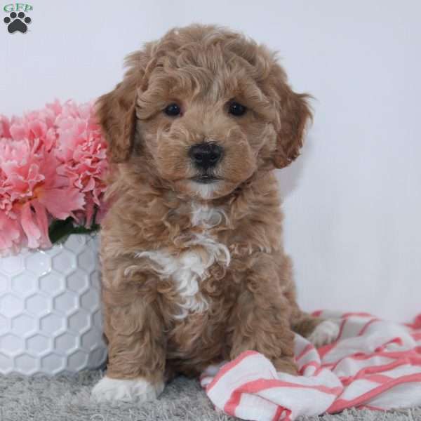 Trista, Mini Goldendoodle Puppy