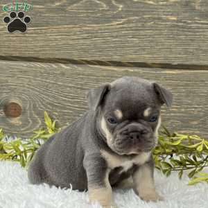 Bentley, French Bulldog Puppy