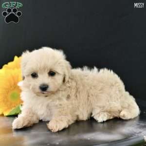Missy, Maltipoo Puppy