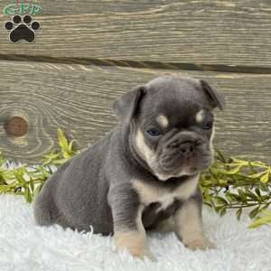 Bentley, French Bulldog Puppy
