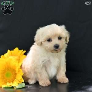 Missy, Maltipoo Puppy