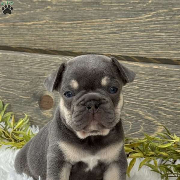 Bentley, French Bulldog Puppy