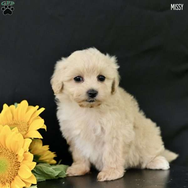 Missy, Maltipoo Puppy