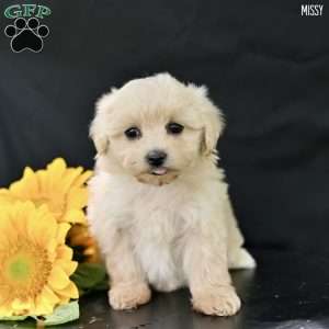 Missy, Maltipoo Puppy