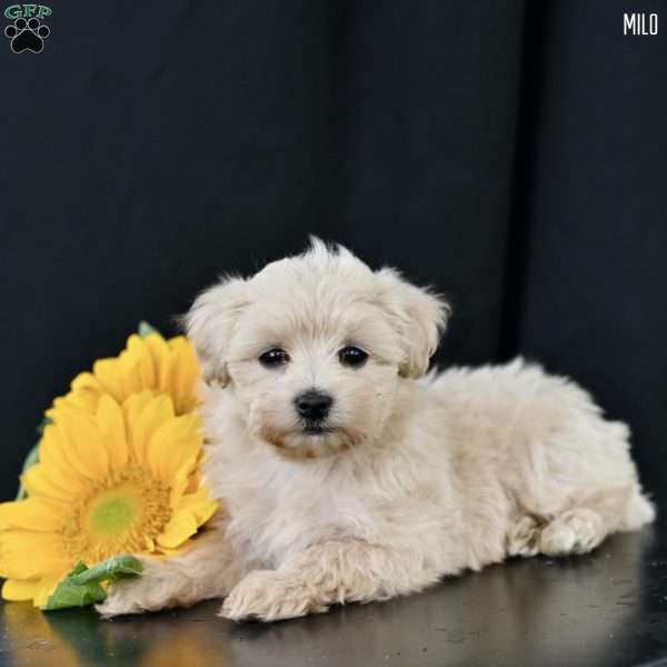 Milo, Maltipoo Puppy