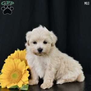 Milo, Maltipoo Puppy