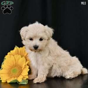 Milo, Maltipoo Puppy