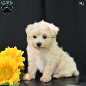 Milo, Maltipoo Puppy