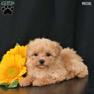 Marshal, Maltipoo Puppy