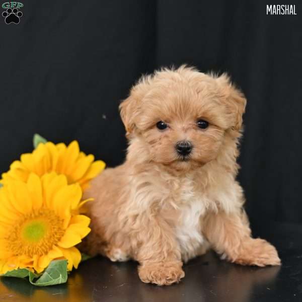 Marshal, Maltipoo Puppy