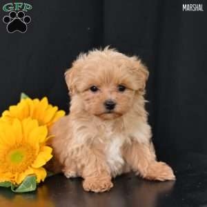 Marshal, Maltipoo Puppy