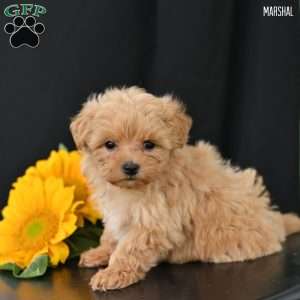 Marshal, Maltipoo Puppy