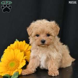 Marshal, Maltipoo Puppy