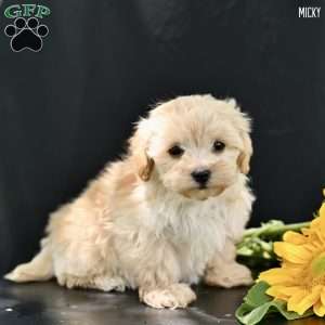 Micky, Maltipoo Puppy