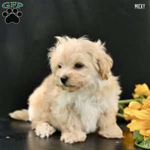 Micky, Maltipoo Puppy