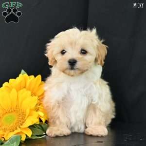 Micky, Maltipoo Puppy