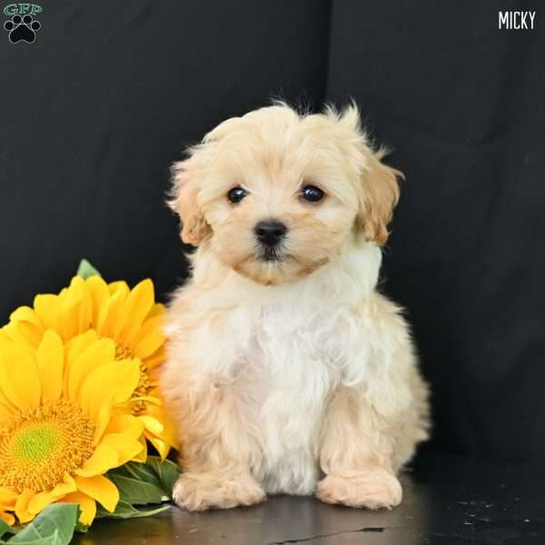 Micky, Maltipoo Puppy