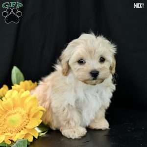 Micky, Maltipoo Puppy