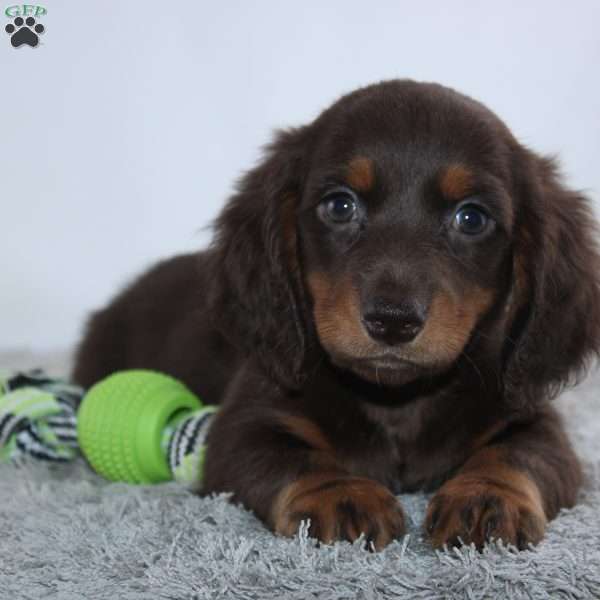 Vido, Dachshund Puppy