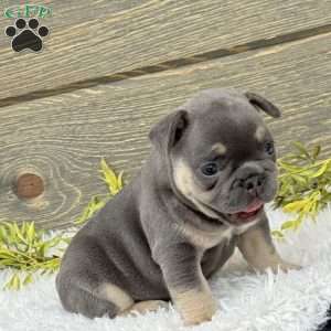 Winston, French Bulldog Puppy