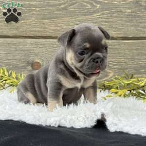 Winston, French Bulldog Puppy