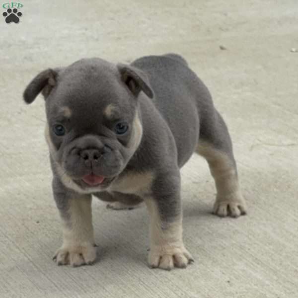 Winston, French Bulldog Puppy