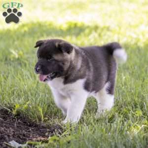 Kenji, Akita Puppy
