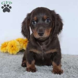Vido, Dachshund Puppy