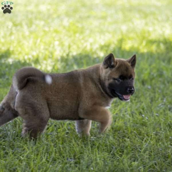 Keisha, Akita Puppy