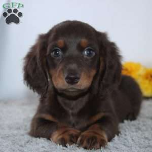 Vido, Dachshund Puppy