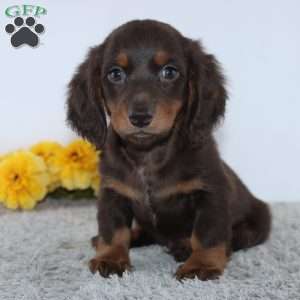 Vido, Dachshund Puppy
