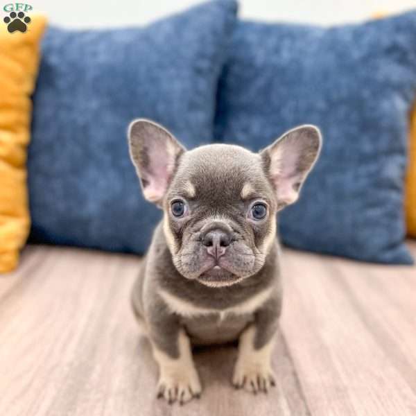 Bella, French Bulldog Puppy