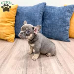 Bella, French Bulldog Puppy