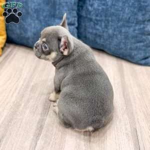 Bella, French Bulldog Puppy