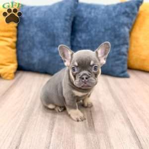 Bella, French Bulldog Puppy