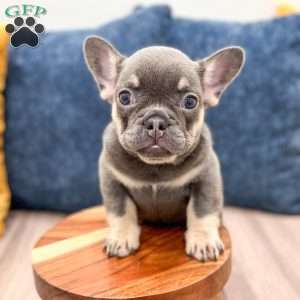Bella, French Bulldog Puppy